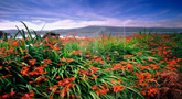 Wayside Montbretias / Valentia Island