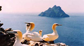 Gannets on The Skelligs